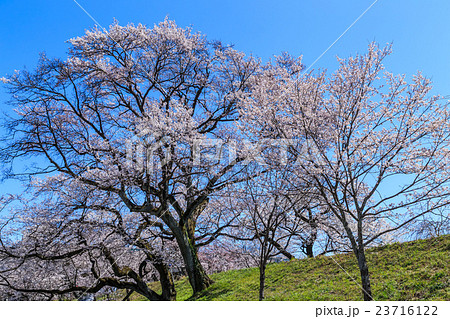 木曽川堤の桜 23716122