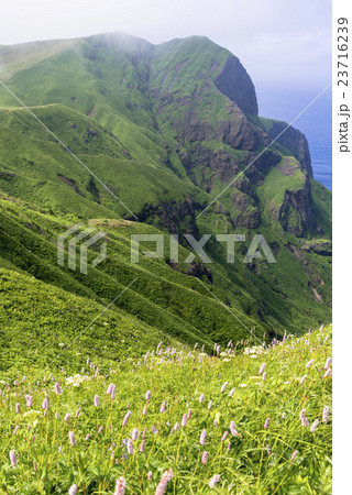 礼文島の桃岩散策路 23716239