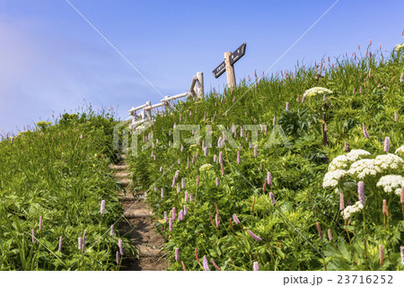 礼文島の桃岩散策路 23716252
