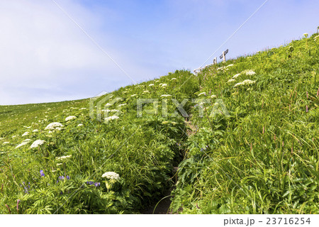 礼文島の桃岩散策路 23716254