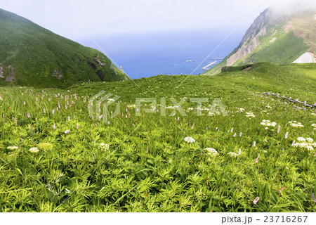 礼文島の桃岩散策路 23716267