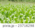 タバコ 23716298