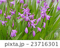シラン 23716301