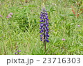 ルピナス 23716303