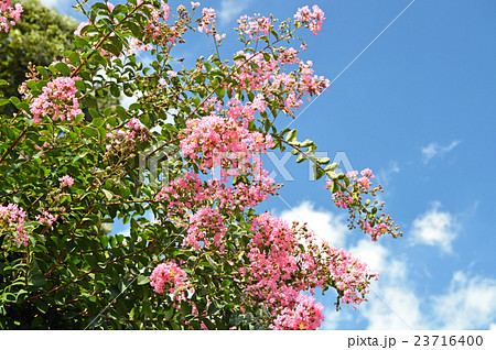 サルスベリ（百日紅） 23716400