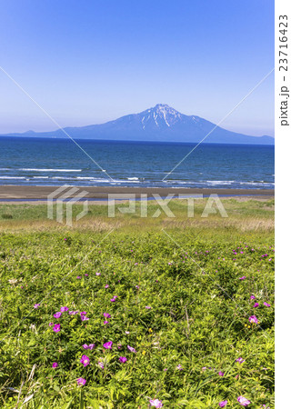 サロベツ原野より利尻山 23716423