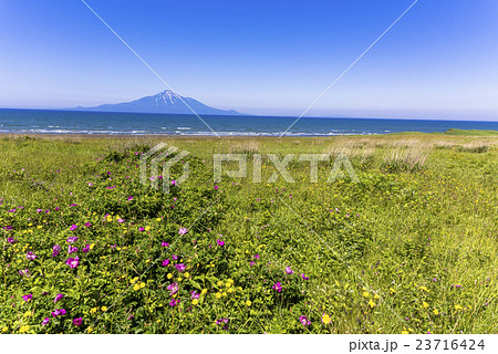 サロベツ原野より利尻山 23716424
