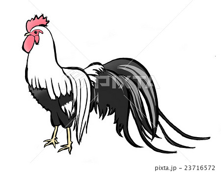 にわとり 23716572