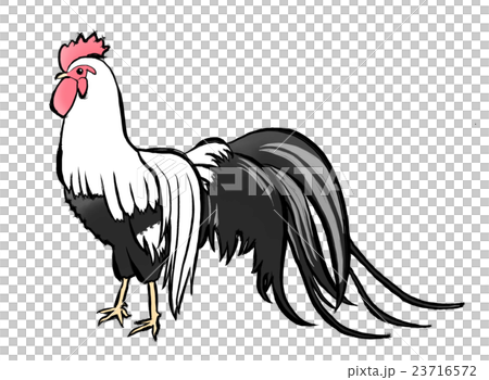 にわとり 23716572
