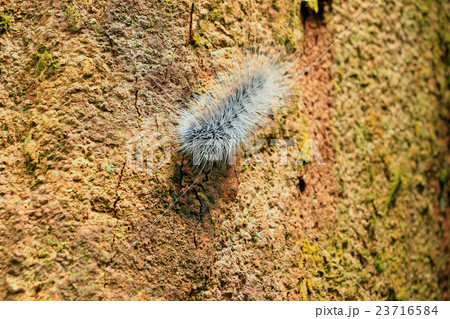 beautiful big worm movement on tree beautiful big worm movement on tree 23716584