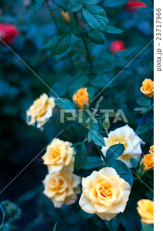 Rose bushes with yellow blossoms and bud 23717966