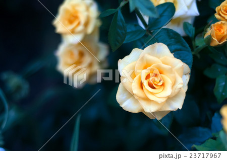 Rose bushes with yellow blossoms and bud 23717967