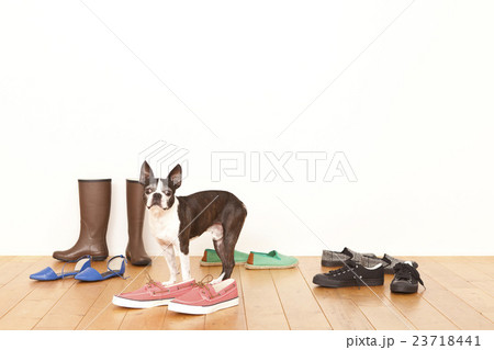 ボストンテリア靴 ボストンテリア靴 23718441