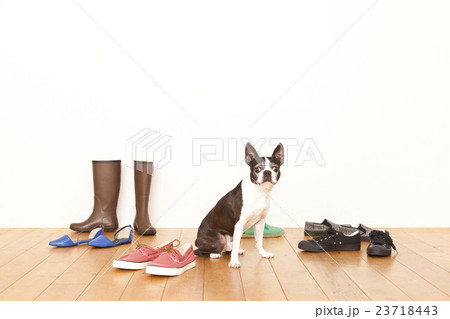 ボストンテリア靴 ボストンテリア靴 23718443