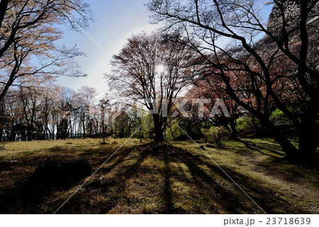桜の影 桜の影 23718639
