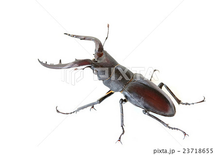 ノコギリクワガタ ノコギリクワガタ 23718655