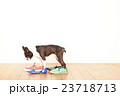 ボストンテリア靴 23718713