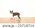 ボストンテリア靴 23718714