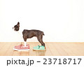 ボストンテリア靴 23718717