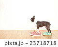 ボストンテリア靴 23718718