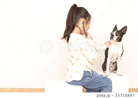 ボストンテリア聴診器 23718897