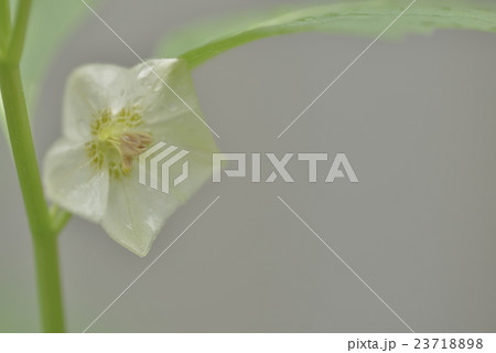 ほおずきの花 23718898