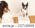 ボストンテリア聴診器 23718908