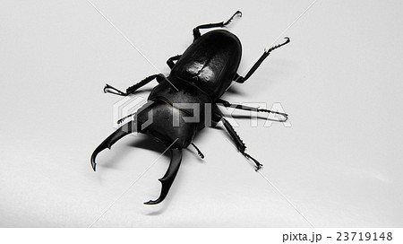 コクワガタ 23719148