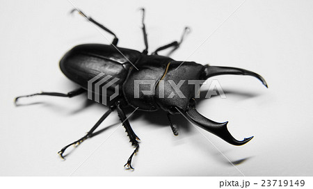 コクワガタ 23719149