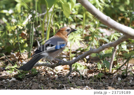 ミヤマカケス Eurasian jay 23719189