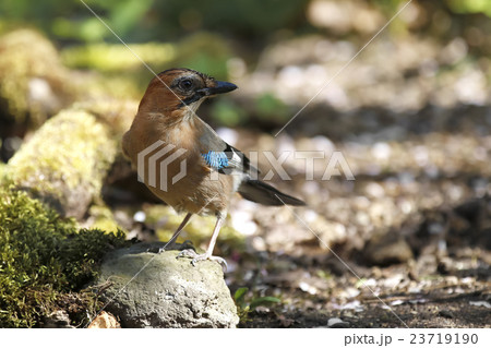 ミヤマカケス Eurasian jay 23719190