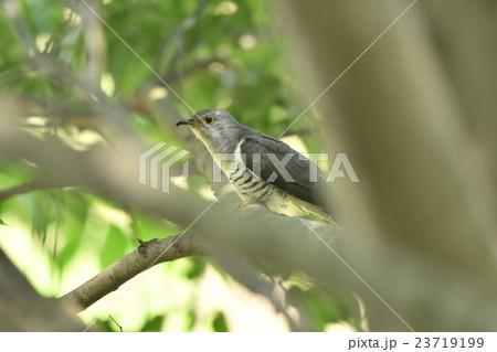 ほととぎす 23719199