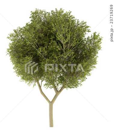 honey locust tree isolated on white background 23719269