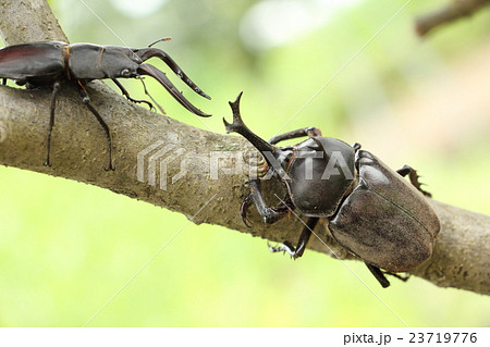 ノコギリクワガタとカブトムシ 23719776