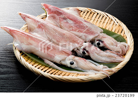 ケンサキイカ 23720199