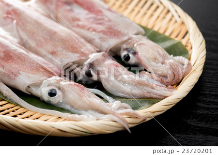 ケンサキイカ 23720201