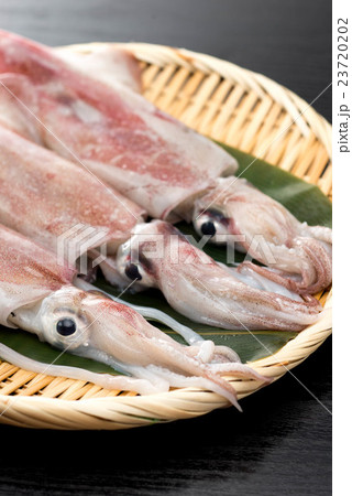 ケンサキイカ 23720202