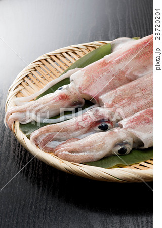 ケンサキイカ 23720204