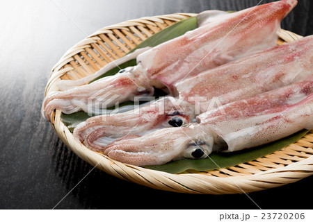 ケンサキイカ 23720206