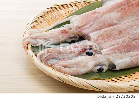 ケンサキイカ ケンサキイカ 23720208