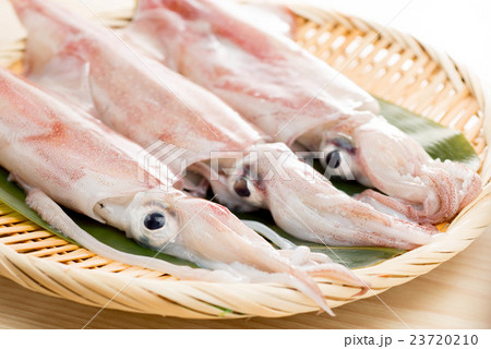 ケンサキイカ ケンサキイカ 23720210