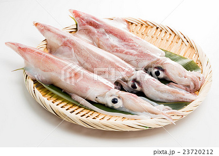 ケンサキイカ ケンサキイカ 23720212