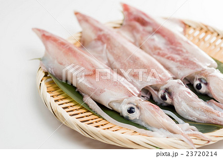 ケンサキイカ 23720214