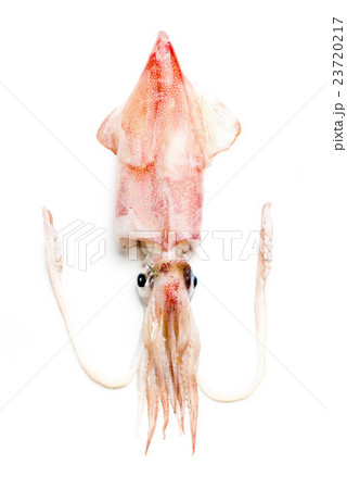 ケンサキイカ ケンサキイカ 23720217