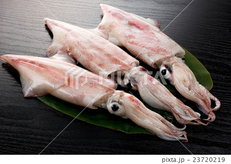 ケンサキイカ 23720219