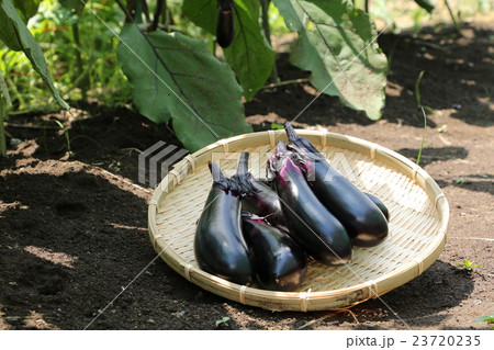 茄子の収穫 23720235