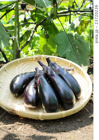 茄子の収穫 23720236