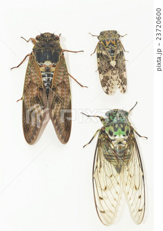 ミンミンゼミ　アブラゼミ　ニイニイゼミ　白背景 23720600
