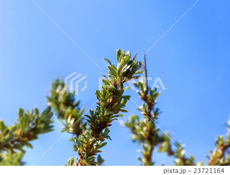 Young leaves of sea buckthorn 23721164