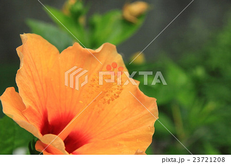 ハイビスカス 23721208